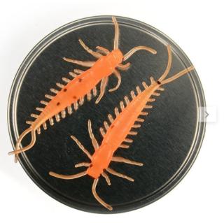 Microbite Arthropod väri UV Oranssi